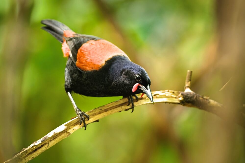 north island saddleback